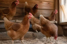 Как повысить яйценоскость кур: свет, корм и условия содержания