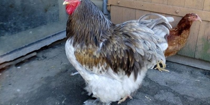 Куры породы исландский ландрас