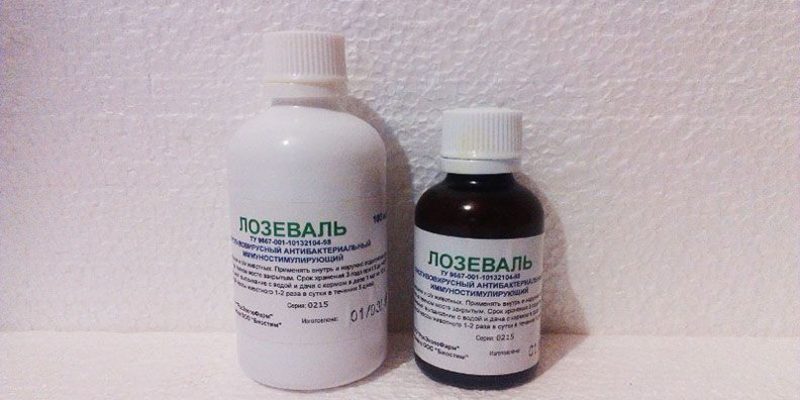 Лозеваль для голубей