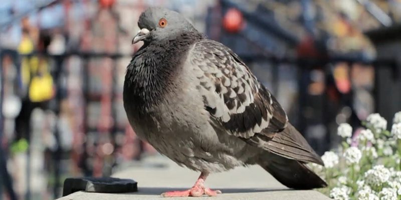 Тилозин для голубей