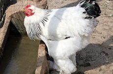 Сколько воды нужно курам?